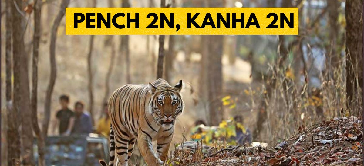 Pench 2N, Kanha 2N