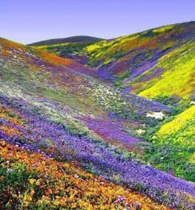 1879_Yumthang-Nature-Valley