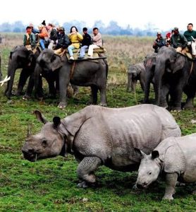 Kaziranga-National-Park-2-1200x900