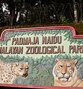 Padmaja_Naidu_Himalayan_Zoological_Park_in_Darjeeling