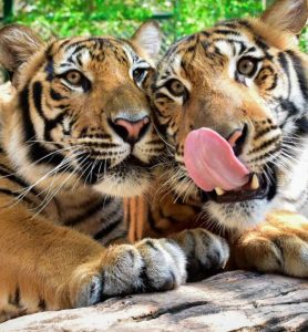 Tiger Phuket