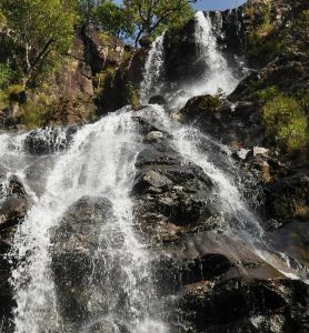 bee-falls