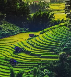 darjeeling-tea-garden-01.png