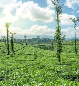 vast-coffee-plantation-area
