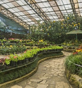z-gangtok-flower-exhibition